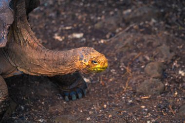 Galapagos Adaları - 23 Ağustos 2017: Super Diego, Darwin Araştırma Merkezi Santa Cruz Island, Galapagos Adaları, Ekvador'ndeki dev kaplumbağa