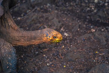 Galapagos Adaları - 23 Ağustos 2017: Super Diego, Darwin Araştırma Merkezi Santa Cruz Island, Galapagos Adaları, Ekvador'ndeki dev kaplumbağa