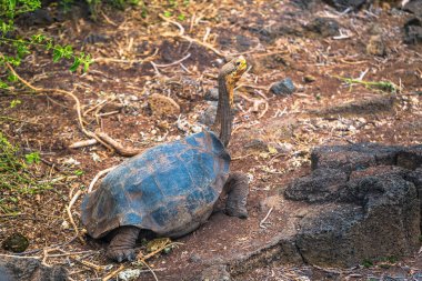 Galapagos Adaları - 23 Ağustos 2017: Dev kara kaplumbağa Darwin Araştırma Merkezi Santa Cruz Island, Galapagos Adaları, Ekvador