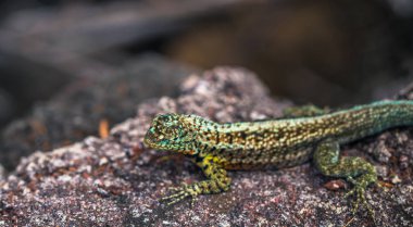 Galapagos Adaları - 23 Ağustos 2017: Lav kertenkele Tortuga Bay 