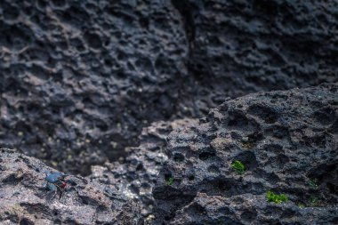 Galapagos Adaları - 23 Ağustos 2017: Kırmızı yengeç coast of Santa Cruz Island, Galapagos Adaları, Ekvador