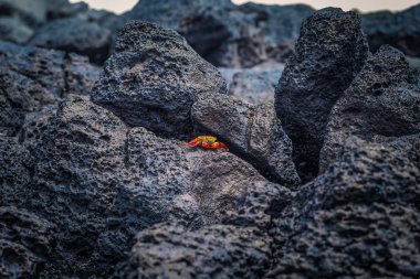 Galapagos Adaları - 23 Ağustos 2017: Kırmızı yengeç coast of Santa Cruz Island, Galapagos Adaları, Ekvador
