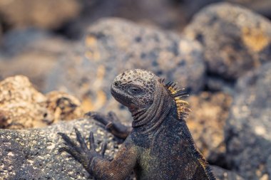 Galapagos Adaları - 23 Ağustos 2017: Deniz Iguanas Tortuga b
