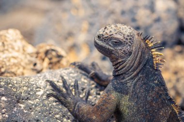Galapagos Adaları - 23 Ağustos 2017: Deniz Iguanas Tortuga b