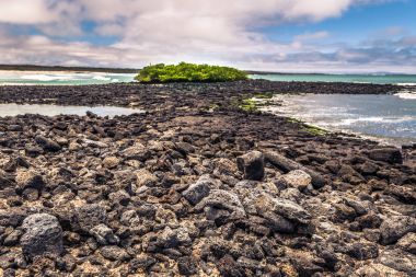 Galapagos Adaları - 23 Ağustos 2017: Deniz Iguanas Tortuga b