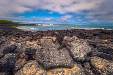 Galapagos Adaları - 23 Ağustos 2017: Deniz Iguanas Tortuga b