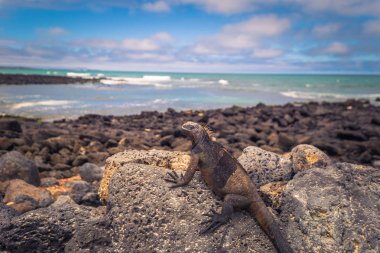 Galapagos Adaları - 23 Ağustos 2017: Deniz Iguanas Tortuga b