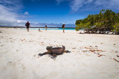 Galapagos Adaları - 23 Ağustos 2017: Deniz Iguanas Tortuga b
