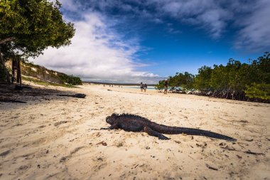 Galapagos Adaları - 23 Ağustos 2017: Deniz Iguanas Tortuga b