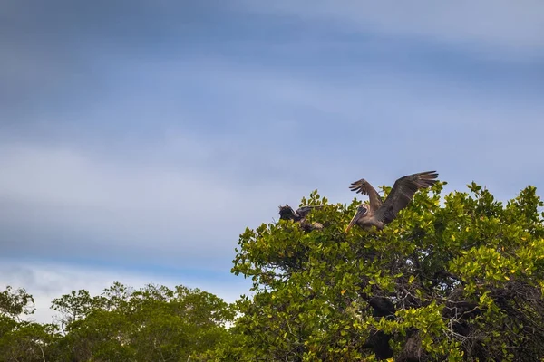 Galapagos Adaları - 26 Ağustos 2017: Pelikan sahillerinin tarafından olduğunu