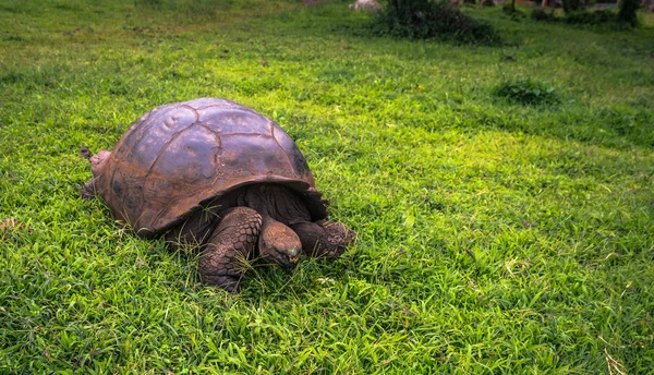 Galapagos Adaları - 22 Temmuz 2017: Dev kaplumbağa Santa Cruz
