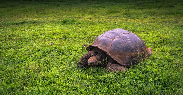 Galapagos Adaları - 22 Temmuz 2017: Dev kaplumbağa Santa Cruz