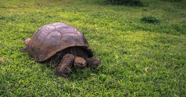 Galapagos Adaları - 22 Temmuz 2017: Dev kaplumbağa Santa Cruz