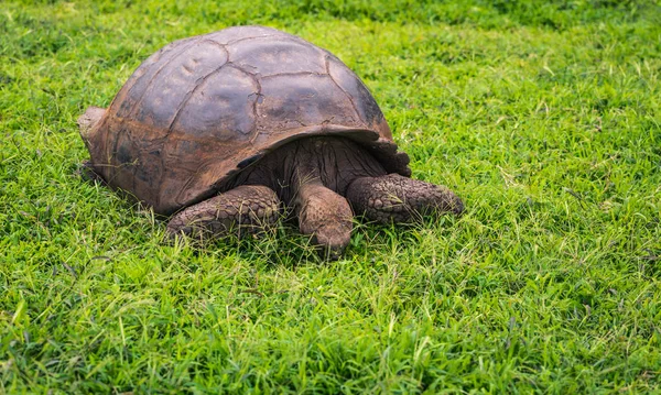 Galapagos Adaları - 22 Temmuz 2017: Dev kaplumbağa Santa Cruz