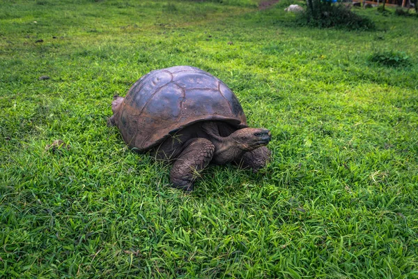 Galapagos Adaları - 22 Temmuz 2017: Dev kaplumbağa Santa Cruz