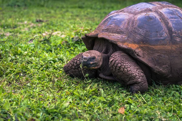 Galapagos Adaları - 22 Temmuz 2017: Dev kaplumbağa Santa Cruz