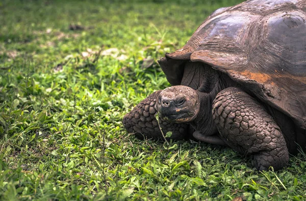 Galapagos Adaları - 22 Temmuz 2017: Dev kaplumbağa Santa Cruz