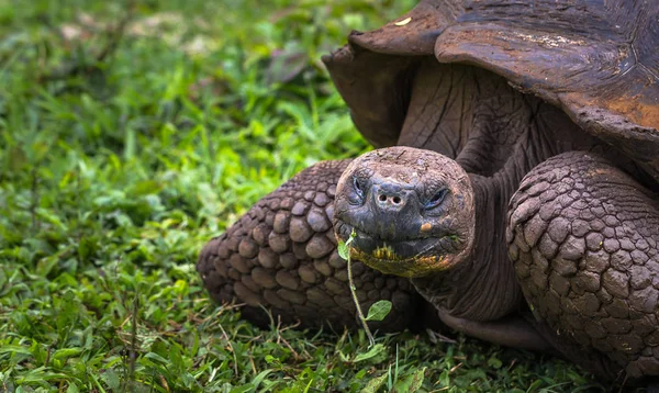 Galapagos Adaları - 22 Temmuz 2017: Dev kaplumbağa Santa Cruz