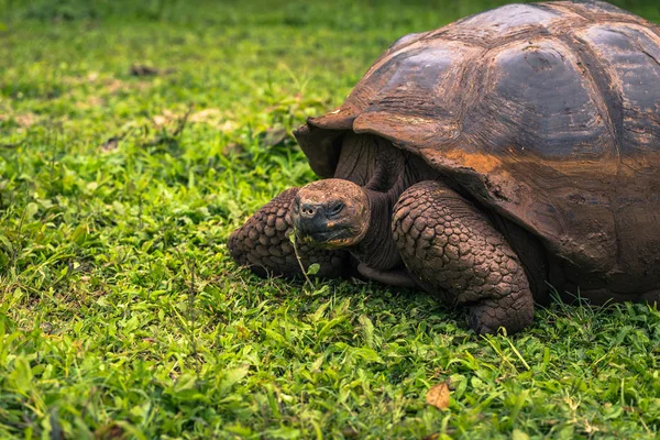 Galapagos Adaları - 22 Temmuz 2017: Dev kaplumbağa Santa Cruz