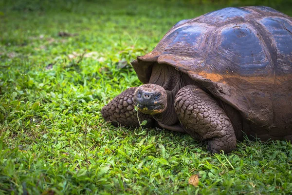 Galapagos Adaları - 22 Temmuz 2017: Dev kaplumbağa Santa Cruz