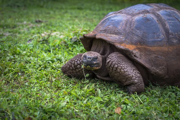Galapagos Adaları - 22 Temmuz 2017: Dev kaplumbağa Santa Cruz
