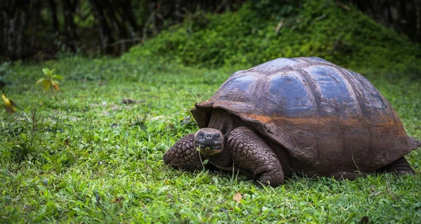 Galapagos Adaları - 22 Temmuz 2017: Dev kaplumbağa Santa Cruz