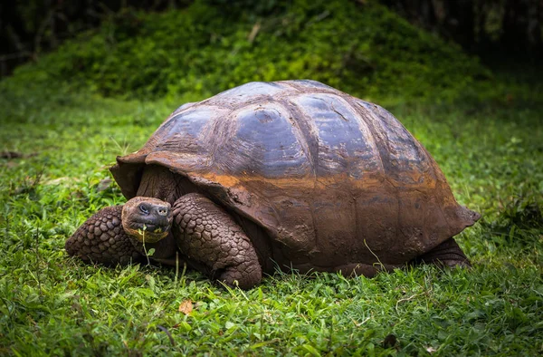 Galapagos Adaları - 22 Temmuz 2017: Dev kaplumbağa Santa Cruz