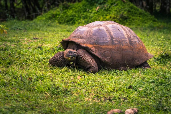 Galapagos Adaları - 22 Temmuz 2017: Dev kaplumbağa Santa Cruz