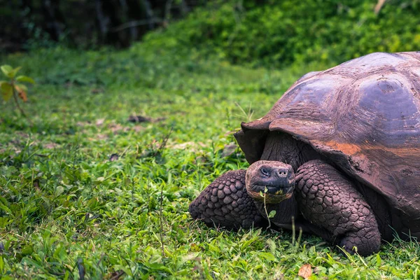 Galapagos Adaları - 22 Temmuz 2017: Dev kaplumbağa Santa Cruz
