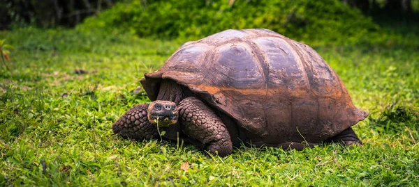 Galapagos Adaları - 22 Temmuz 2017: Dev kaplumbağa Santa Cruz