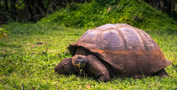 Galapagos Adaları - 22 Temmuz 2017: Dev kaplumbağa Santa Cruz