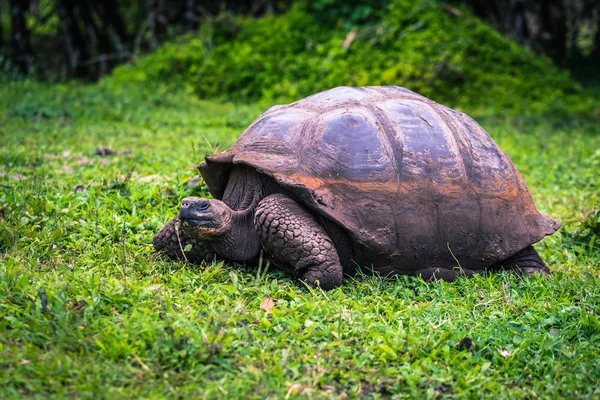 Galapagos Adaları - 22 Temmuz 2017: Dev kaplumbağa Santa Cruz