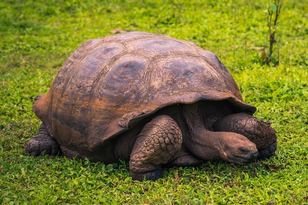 Galapagos Adaları - 22 Temmuz 2017: Dev kaplumbağa Santa Cruz