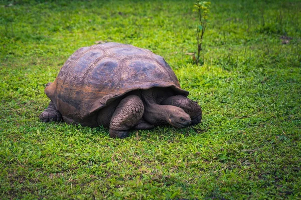 Galapagos Adaları - 22 Temmuz 2017: Dev kaplumbağa Santa Cruz