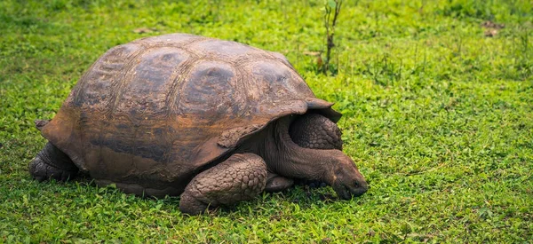 Galapagos Adaları - 22 Temmuz 2017: Dev kaplumbağa Santa Cruz