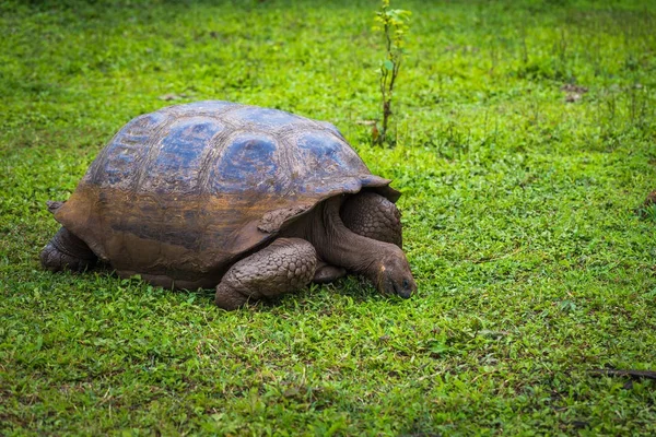 Galapagos Adaları - 22 Temmuz 2017: Dev kaplumbağa Santa Cruz