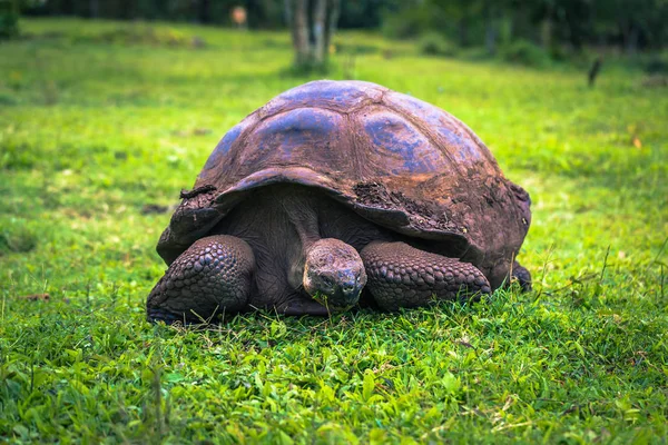 Galapagos Adaları - 22 Temmuz 2017: Dev kaplumbağa Santa Cruz