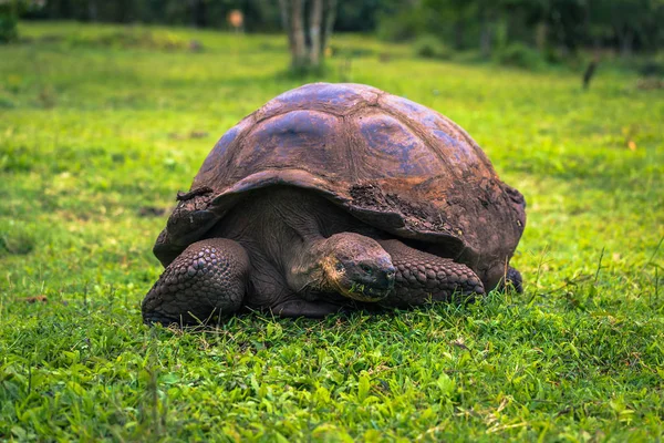Galapagos Adaları - 22 Temmuz 2017: Santa Cruz Adası'nın El Chato yedekte dev kaplumbağa