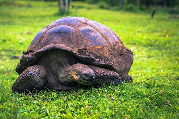 Galapagos Adaları - 22 Temmuz 2017: Santa Cruz Adası'nın El Chato yedekte dev kaplumbağa
