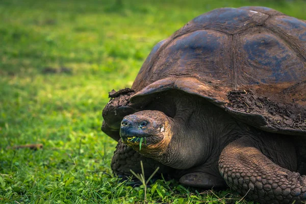 Galapagos Adaları - 22 Temmuz 2017: Santa Cruz Adası'nın El Chato yedekte dev kaplumbağa