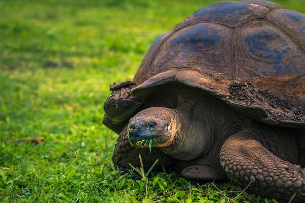 Galapagos Adaları - 22 Temmuz 2017: Dev kaplumbağa Santa Cruz