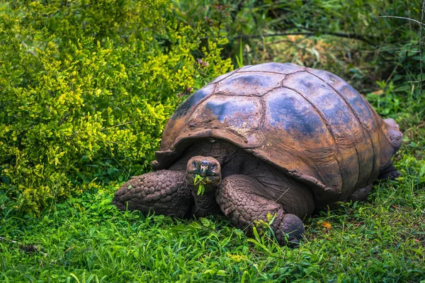 Galapagos Adaları - 22 Temmuz 2017: Santa Cruz Adası'nın El Chato yedekte dev kaplumbağa