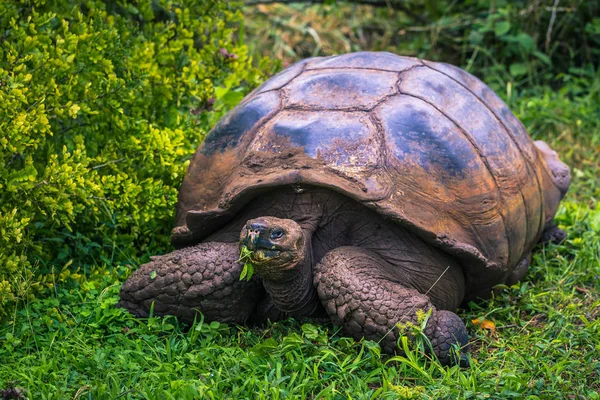 Galapagos Adaları - 22 Temmuz 2017: Dev kaplumbağa Santa Cruz
