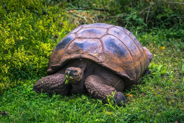 Galapagos Eilanden Juli 2017 Reuzenschildpadden Het Reservaat Chato Van Santa — Stockfoto