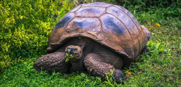 Galapagos Adaları - 22 Temmuz 2017: Santa Cruz Adası'nın El Chato yedekte dev kaplumbağa
