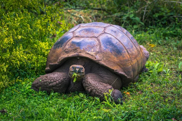 Galapagos Adaları - 22 Temmuz 2017: Santa Cruz Adası'nın El Chato yedekte dev kaplumbağa