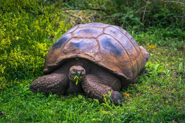 Galapagos Adaları - 22 Temmuz 2017: Santa Cruz Adası'nın El Chato yedekte dev kaplumbağa