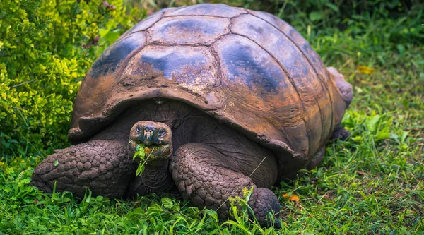 Galapagos Adaları - 22 Temmuz 2017: Santa Cruz Adası'nın El Chato yedekte dev kaplumbağa