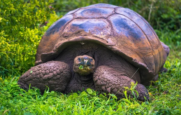 Galapagos Adaları - 22 Temmuz 2017: Santa Cruz Adası'nın El Chato yedekte dev kaplumbağa