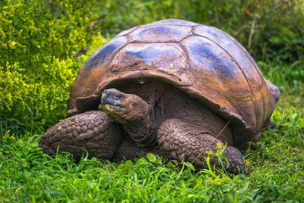 Galapagos Adaları - 22 Temmuz 2017: Santa Cruz Adası'nın El Chato yedekte dev kaplumbağa